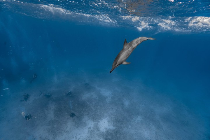 a bird flying over a body of water