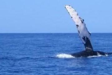 a whale jumping out of the water