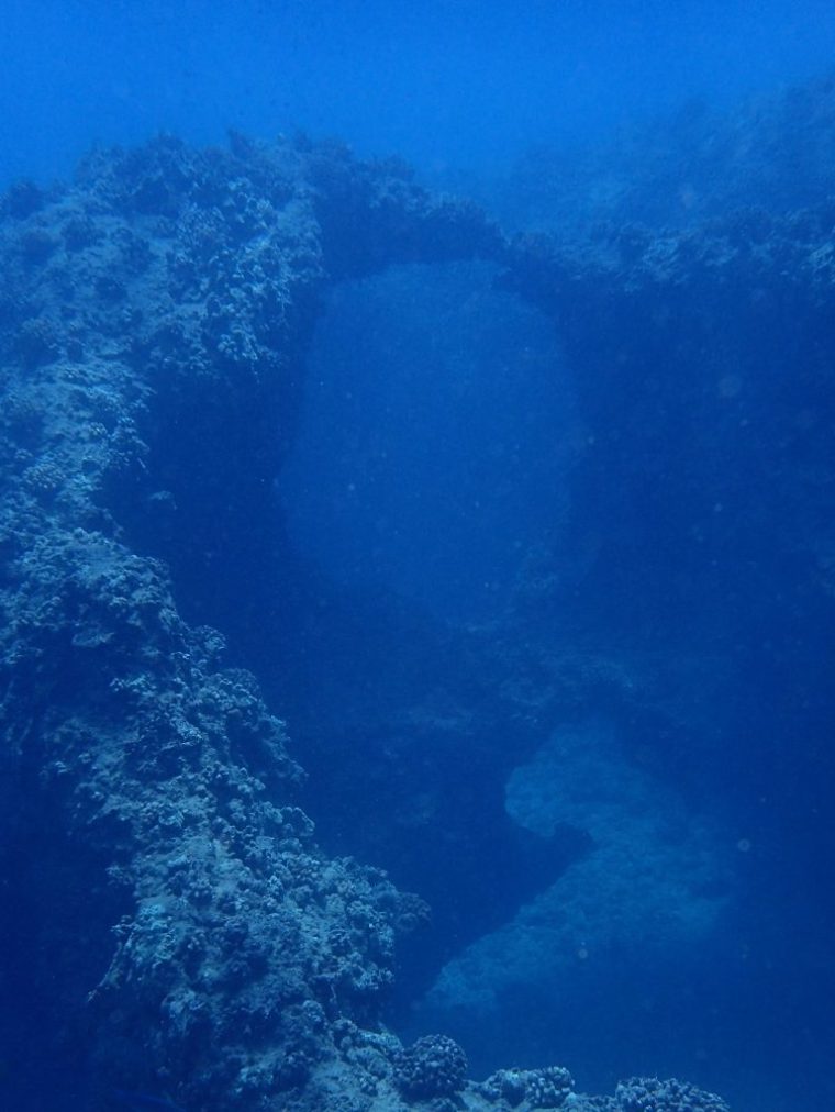 underwater view of a coral