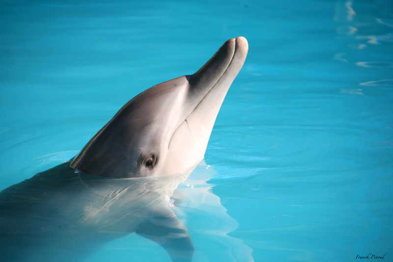 a dolphin swimming in a body of water