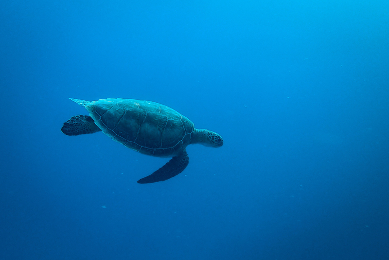 sea turtles