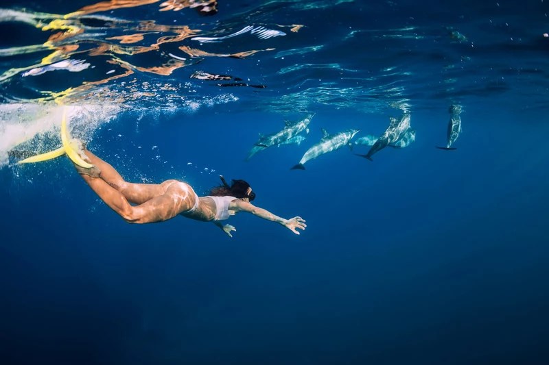 dolphins in hawaii