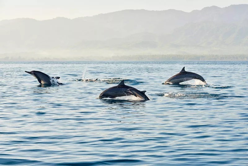 best time of day to see dolphins