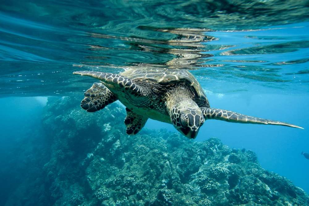 snorkel with sea turtles