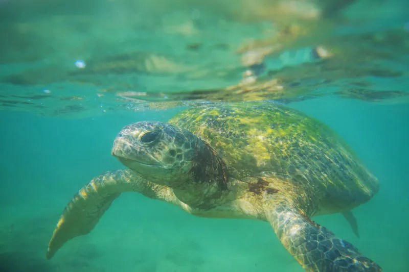 swimming with sea turtle