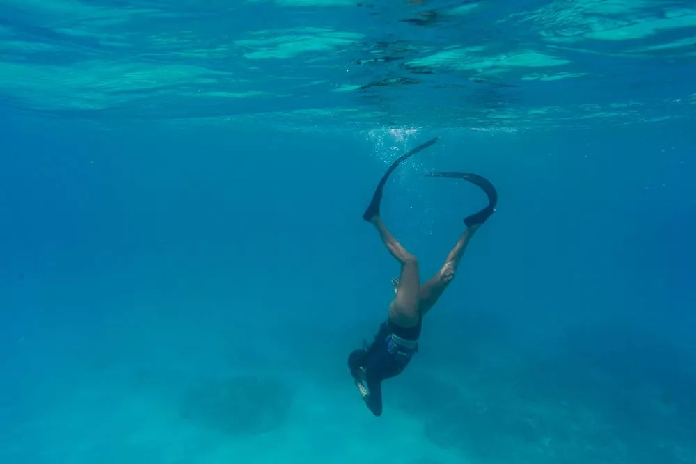 ezgif.com-gif-maker (7) swim with sea turtle