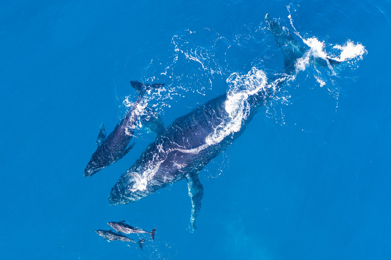 best whale watching oahu