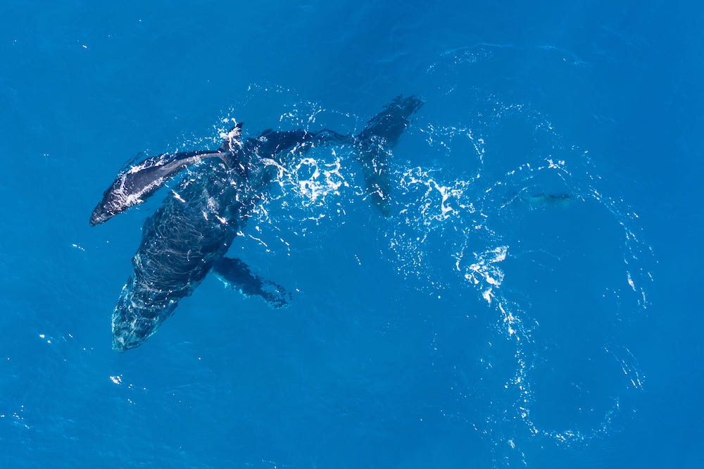 Kinds of Whales in Hawaii