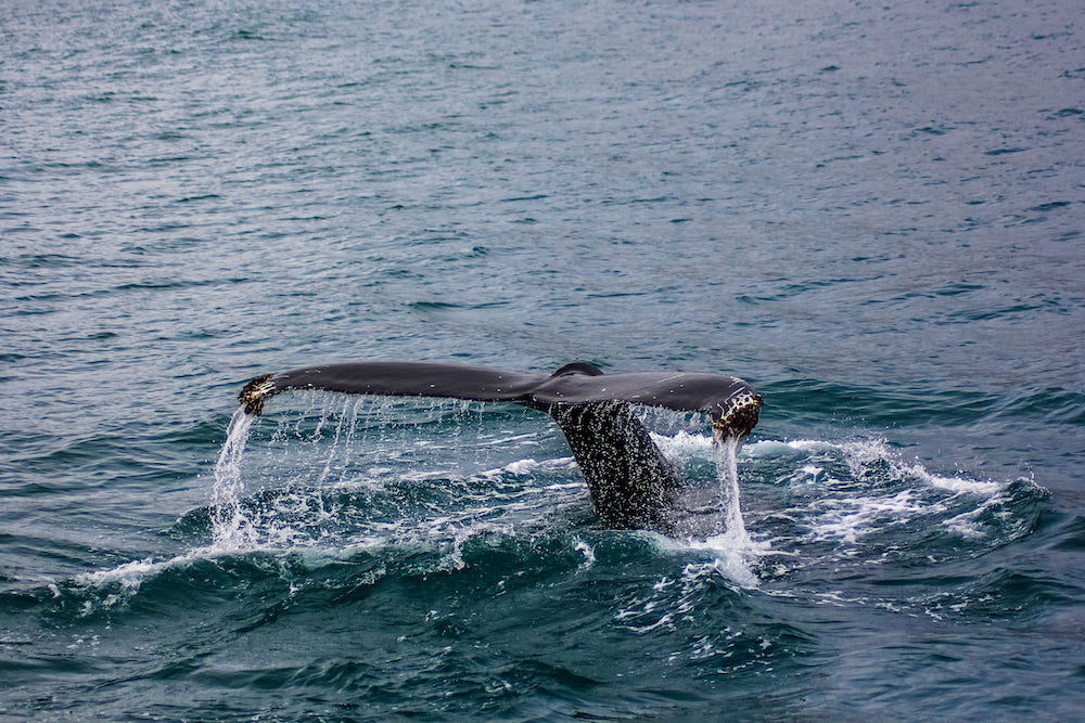 Type of Whales in Hawaii
