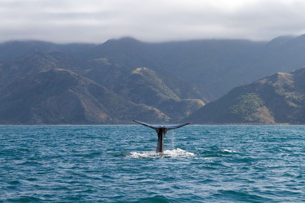 Types of Whales in Hawaii