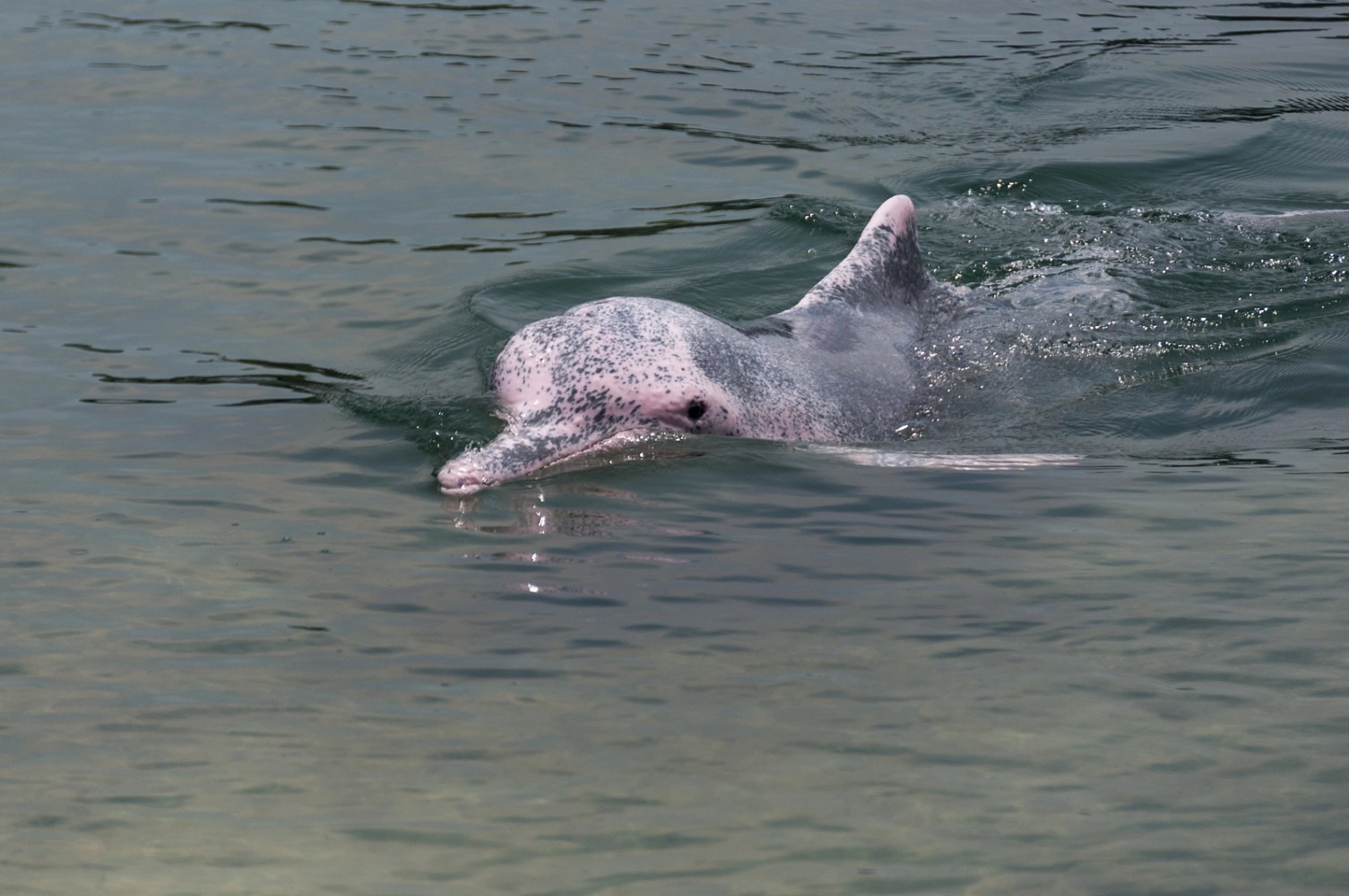 Dolphin