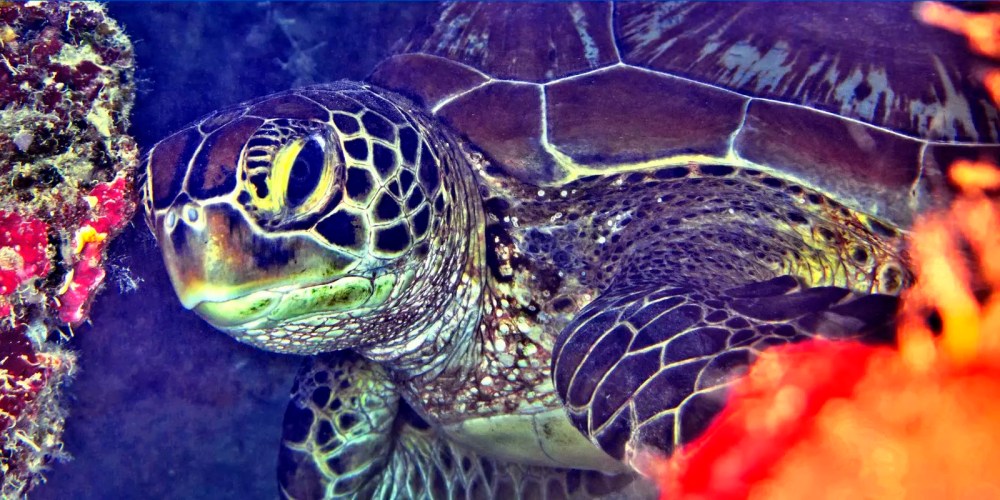 A sea turtle 