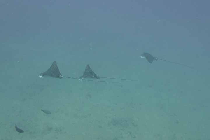 a group of fish in the water